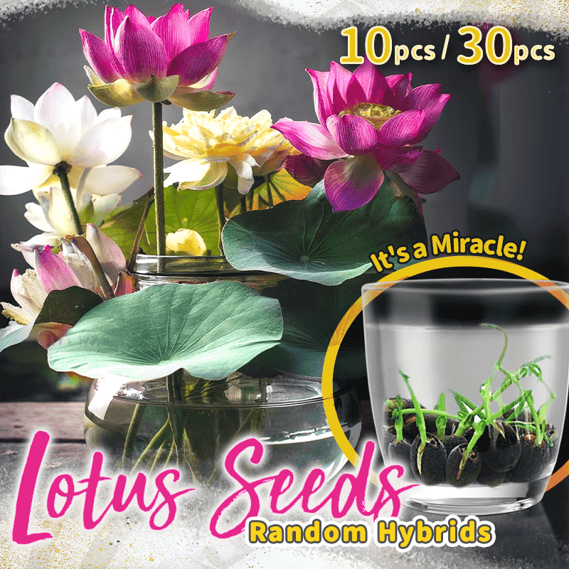 Ornamental Aquatic Lotus Flower Seeds