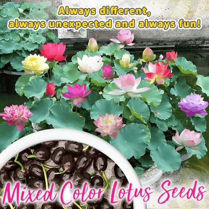 Ornamental Aquatic Lotus Flower Seeds