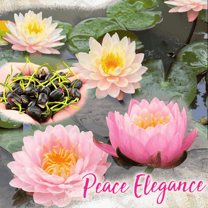Ornamental Aquatic Lotus Flower Seeds