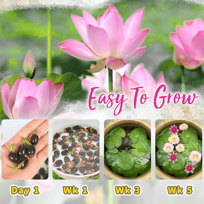Ornamental Aquatic Lotus Flower Seeds